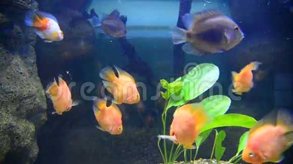水族箱内的热带鱼类及珊瑚视频的预览图