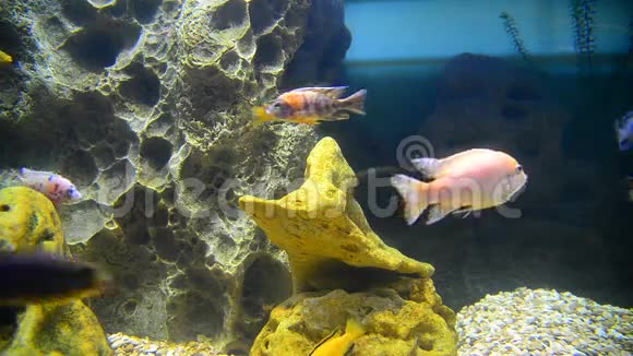 水族箱内的热带鱼类及珊瑚视频的预览图