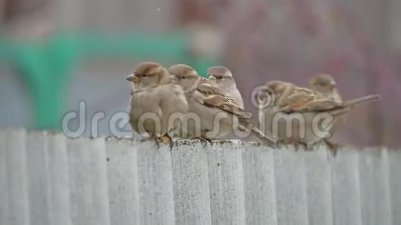 成群的麻雀坐在篱笆上冬天的鸟儿寒冷背景模糊视频的预览图
