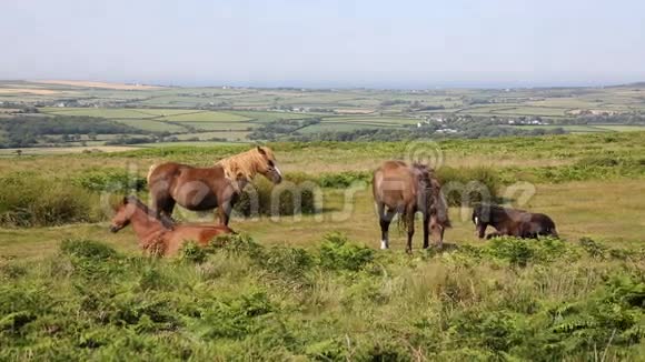 野生小马和威尔士乡村高尔半岛南威尔士联合王国的CefnBryn山视频的预览图