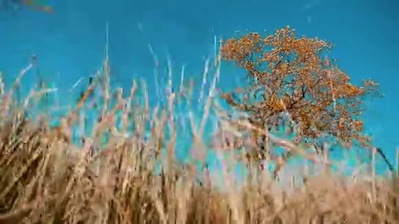 干树干草动秋叶干树靠蓝天枝上背景自然秋季俄罗斯概念视频的预览图