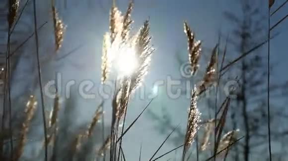 干燥的草穗在风中摇曳冬天的沼泽雪的阳光自然景观视频的预览图