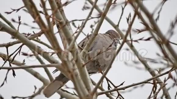 一只斑鸠鸟在树枝上的麦劳拉视频的预览图