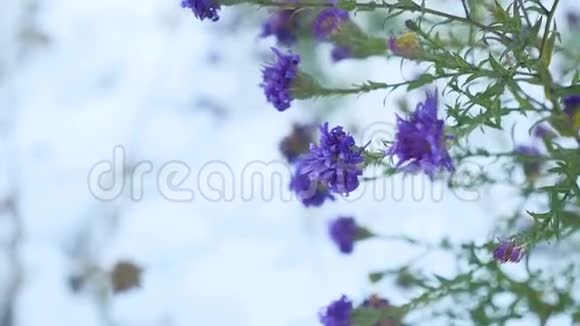 雪中紫花冬天自然景观视频的预览图