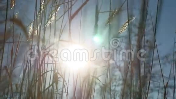 干燥的草穗在风中摇曳冬天的沼泽雪的阳光景观自然视频的预览图