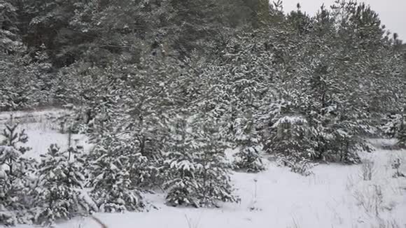 白雪皑皑的自然风景美丽的圣诞树背景雪冬林视频的预览图