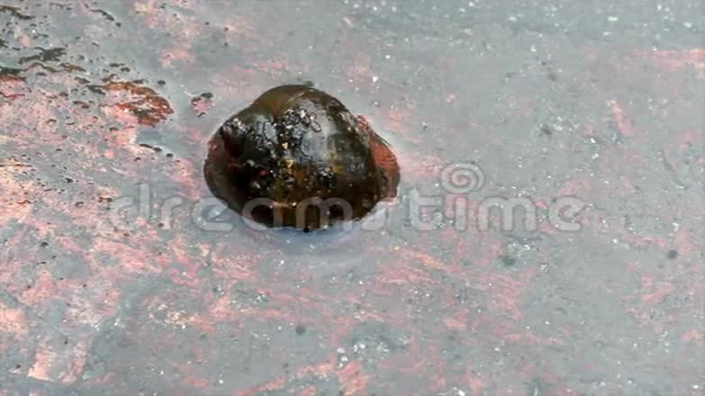 水中的蜗牛视频的预览图
