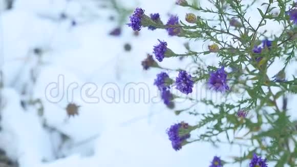 雪中紫花冬景自然视频的预览图