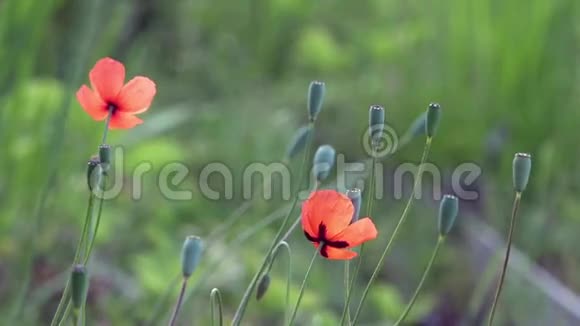 在绿色的背景下温柔的春天的野花小的亮红色的花视频的预览图