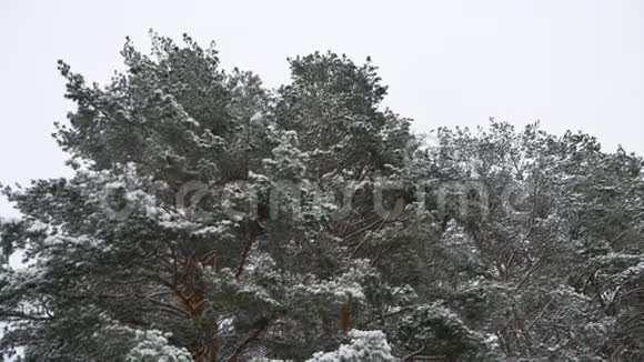 松林树梢圣诞树大自然白雪冬林美景视频的预览图