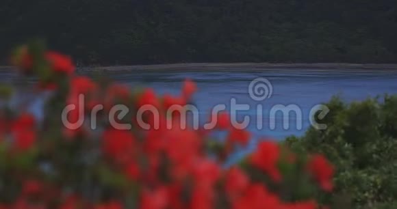 大岛阿马米奥岛的马南扎基海角的杜鹃花视频的预览图