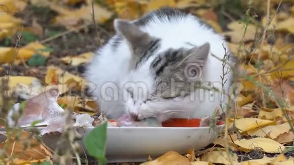 白灰猫在吃它的食物视频的预览图