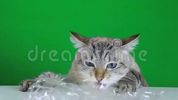 有趣的猫坐在桌子旁咀嚼塑料视频的预览图