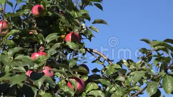 花园蓝天背景上的新鲜苹果果枝4K视频的预览图
