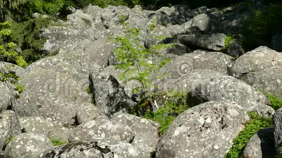 石河自然现象在维托沙自然公园附近的索菲亚保加利亚金桥区视频的预览图