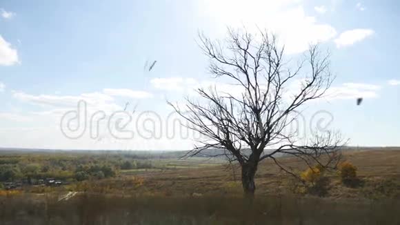 秋天的老干树没有树叶干草自然景观视频的预览图