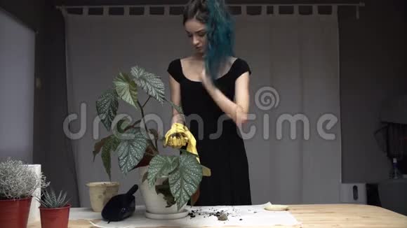 美丽可爱的女孩染了蓝色的头发仔细地把植物移植到房间里的花盆里海棠视频的预览图