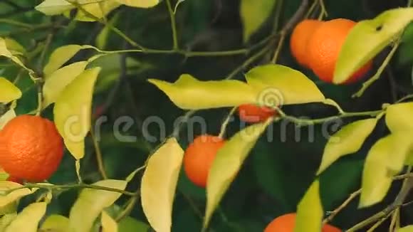枝上的橙果视频的预览图