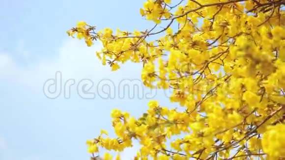 在风中摇曳的黄色花朵的近梢视频的预览图