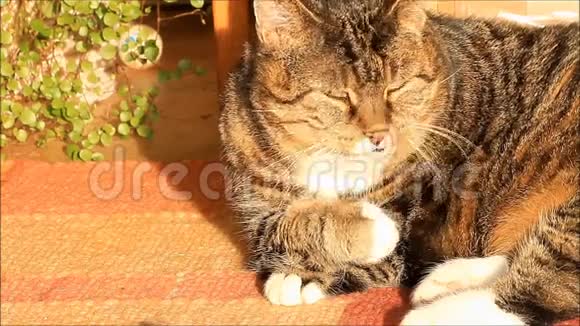 猫猫猫清洁自己傍晚的阳光视频的预览图
