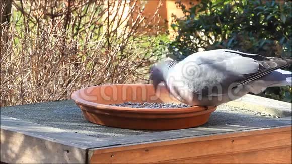 鸽子木鸽花园喂食处鸟食冬天春天视频的预览图