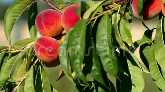 用新鲜成熟的桃子和叶子在树上特写树枝晴朗的风日视频的预览图