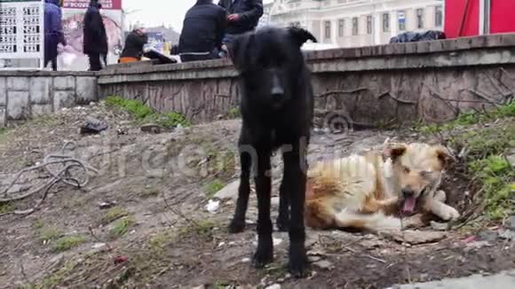 两只流浪狗在户外玩耍视频的预览图