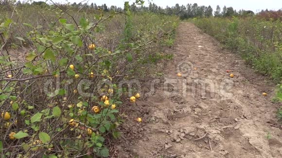 昆斯Chaenomeles种有黄色成熟果实农场生长视频的预览图