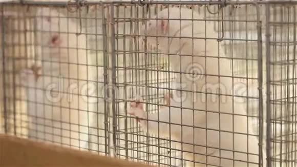 白貂从笼子里往外看白貂在金属笼子里特写视频的预览图