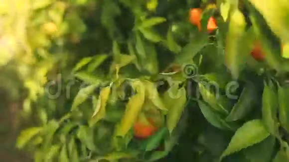 枝上的橙果视频的预览图