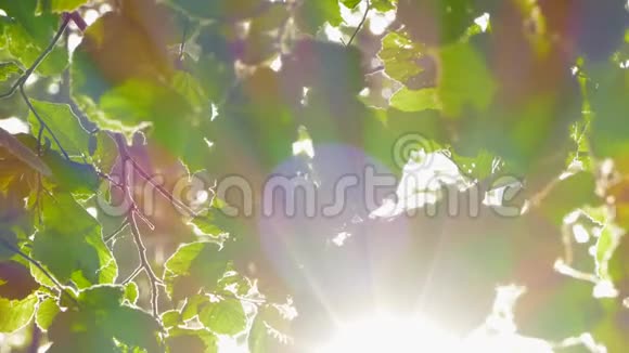 树叶和太阳光的背景视频的预览图