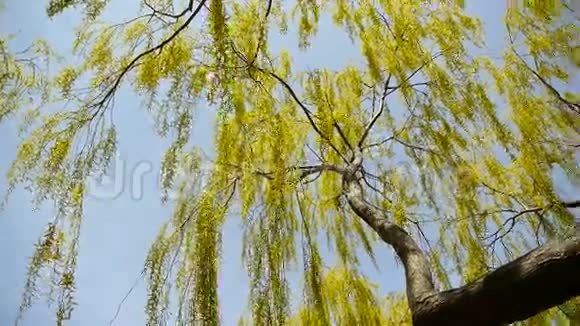 茂密的柳树被波光粼粼的湖面蓝天背景视频的预览图