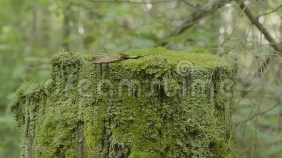 树桩上的苔藓森林中有苔藓的老木材青苔云杉松针叶树林视频的预览图