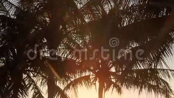 相机从棕榈剪影到太阳背光下的草地视频的预览图