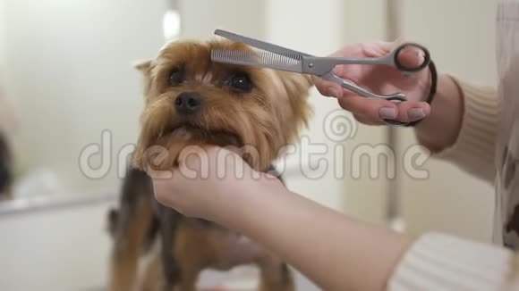 新郎剪可爱的小狗的皮毛视频的预览图
