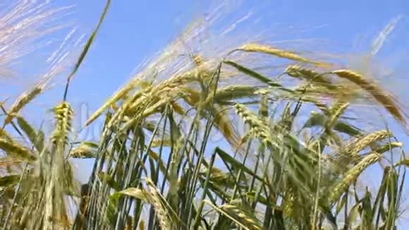 蓝天背景上的小麦视频的预览图