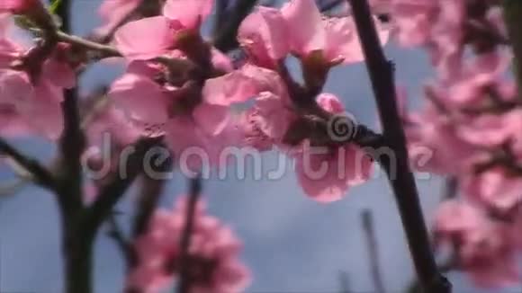 桃树在开花时间视频的预览图