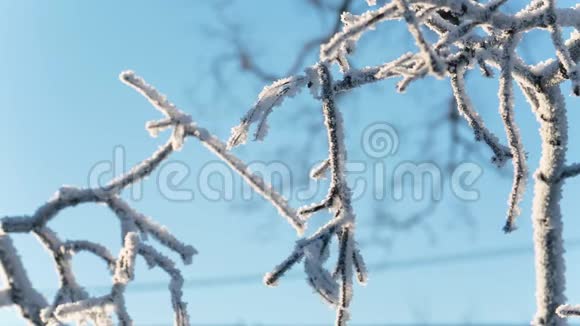 冰冻的树枝视频的预览图