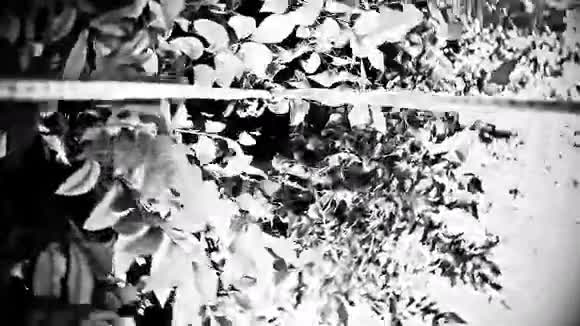 相机以低角度镜头快速穿过树木视频的预览图