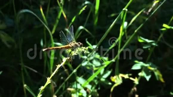 普通飞镖蜻蜓视频的预览图