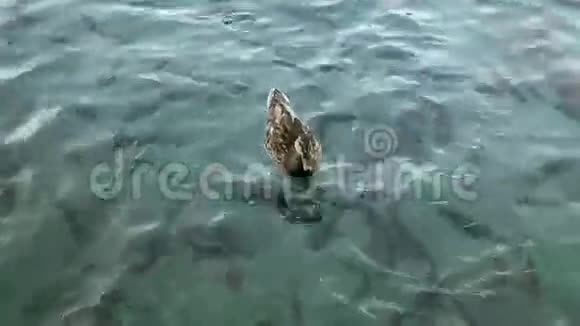 鱼和鸭子在湖里游泳视频的预览图