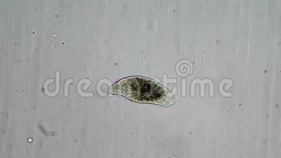 感染细胞视频的预览图