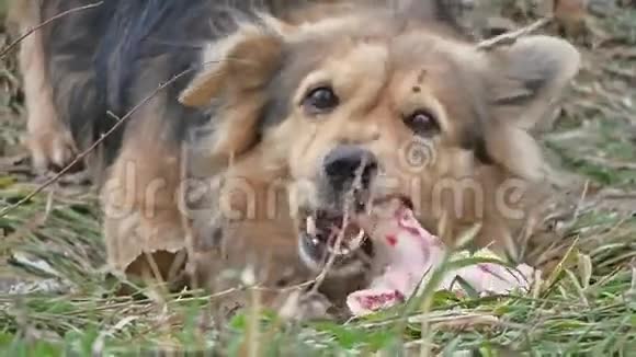 狗吃一块带户外骨头的肉视频的预览图