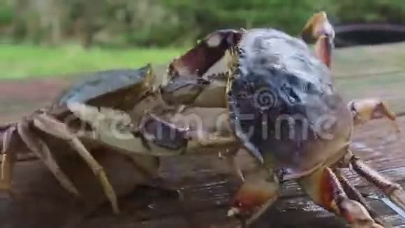 愚蠢的螃蟹打架视频的预览图