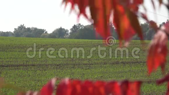 农田有冬作物和秋色叶改变焦点4K视频的预览图