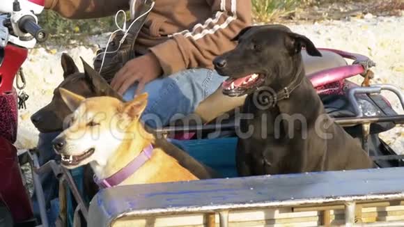 狗正坐在一辆泰国摩托车的拖车里车上有婴儿车亚洲慢动作视频的预览图