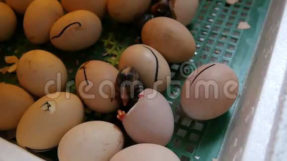 小的还是湿的新生儿白的和黑的鸡在农场的孵卵器旁破蛋壳视频的预览图
