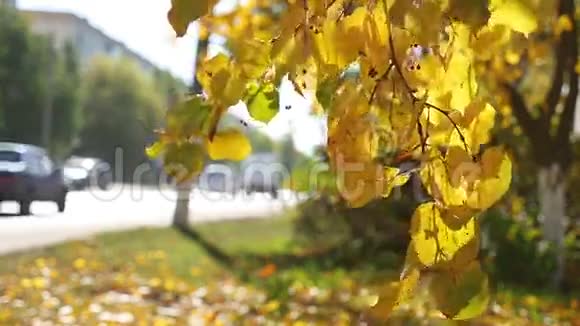 秋天的树枝在风中摇曳在背景的道路上交通汽车自然视频的预览图