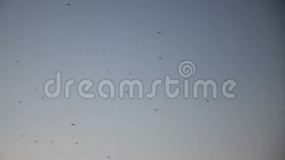 夜空背景视频中蚊子群在空中飞翔视频的预览图