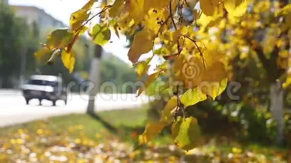 秋天的树枝在风中摇曳在背景的道路上交通汽车自然视频的预览图